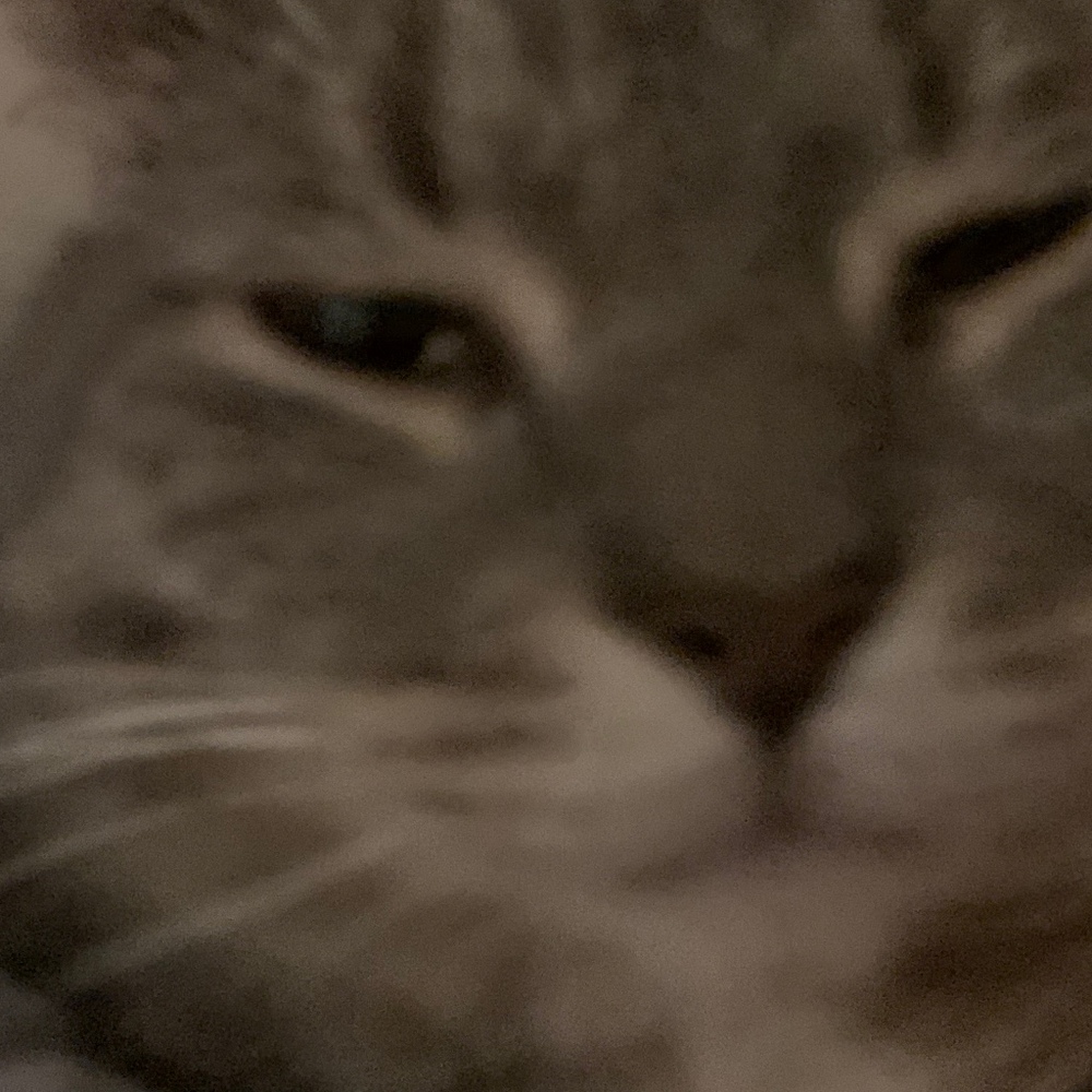 Meet your Posher, Cat